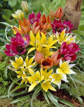 Tulp Specie Mix (per veelvouden van 100 stuks)